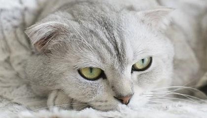 世界杯直播软件安装-谁说只能游一枪？刘湘连续作战破亚洲纪录回应质疑