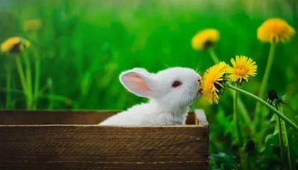 世界杯手机直播app下载入口-波什：没想到热火能打进总决赛 迈阿密未来光明！